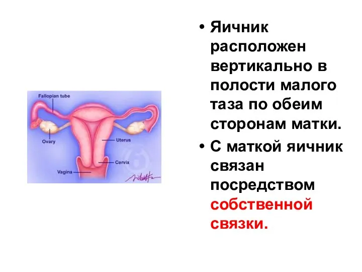 Яичник расположен вертикально в полости малого таза по обеим сторонам матки.