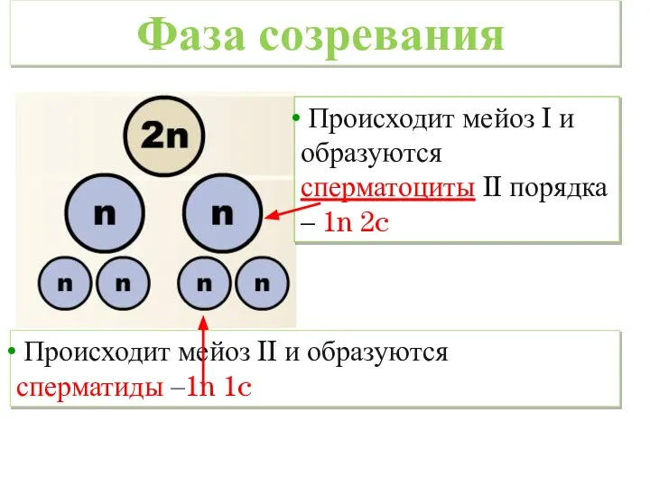 Происходит мейоз I и образуются сперматоциты II порядка – 1n 2c