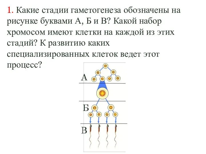 1. Какие стадии гаметогенеза обозначены на рисунке буквами А, Б и