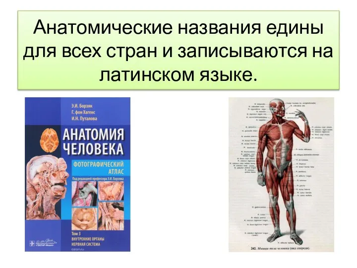 Анатомические названия едины для всех стран и записываются на латинском языке.