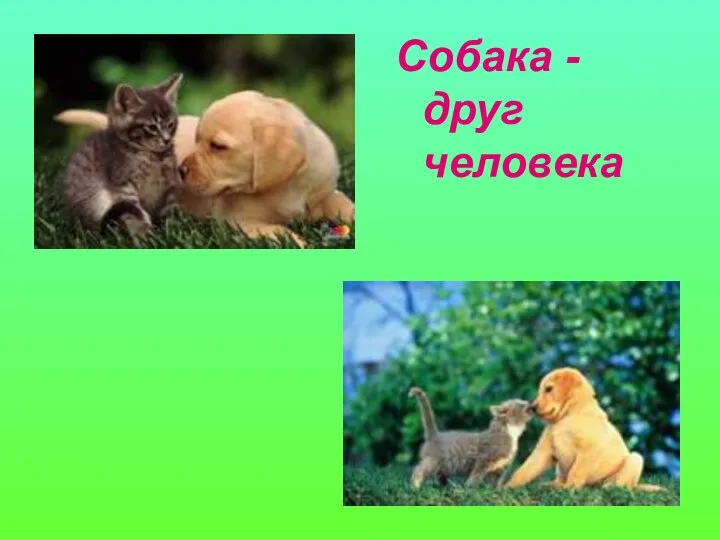 Собака - друг человека