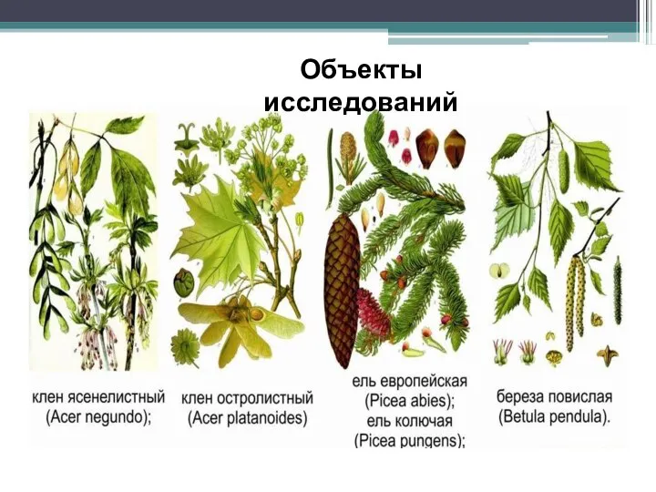 Объекты исследований