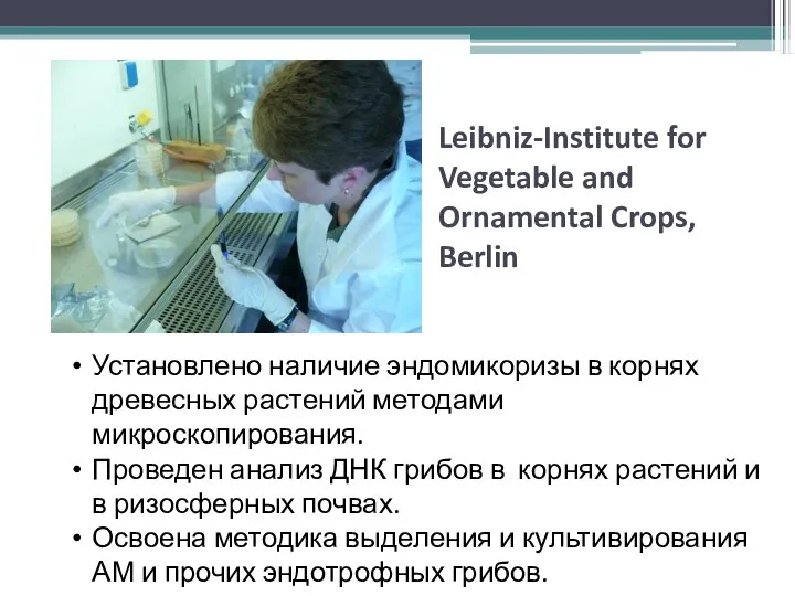 Leibniz-Institute for Vegetable and Ornamental Crops, Berlin Установлено наличие эндомикоризы в