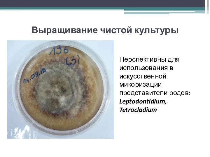 Перспективны для использования в искусственной микоризации представители родов: Leptodontidium, Tetracladium Выращивание чистой культуры