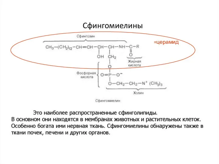 =церамид