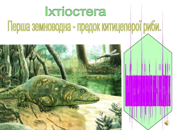 Іхтіостега Перша земноводна - предок китицеперої риби. Плавальний міхур перетворився на