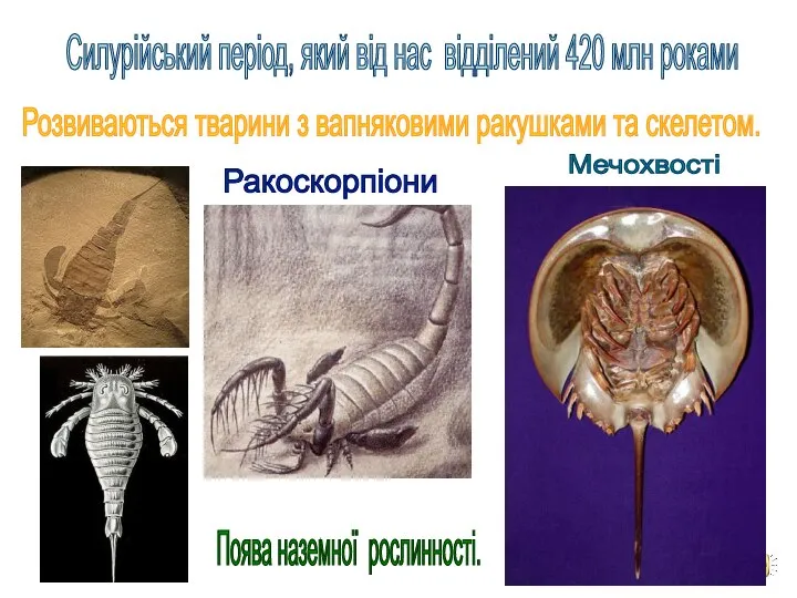 Силурійський період, який від нас відділений 420 млн роками Розвиваються тварини