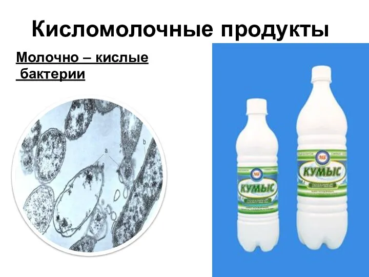 Кисломолочные продукты Молочно – кислые бактерии