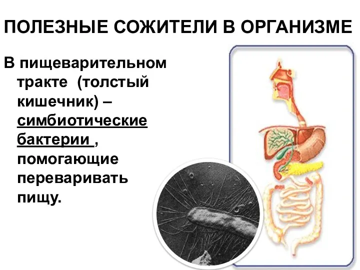 ПОЛЕЗНЫЕ СОЖИТЕЛИ В ОРГАНИЗМЕ В пищеварительном тракте (толстый кишечник) – симбиотические бактерии , помогающие переваривать пищу.