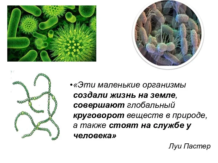 «Эти маленькие организмы создали жизнь на земле, совершают глобальный круговорот веществ