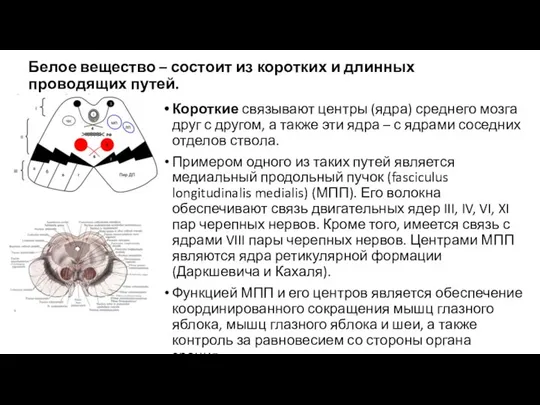 Белое вещество – состоит из коротких и длинных проводящих путей. Короткие