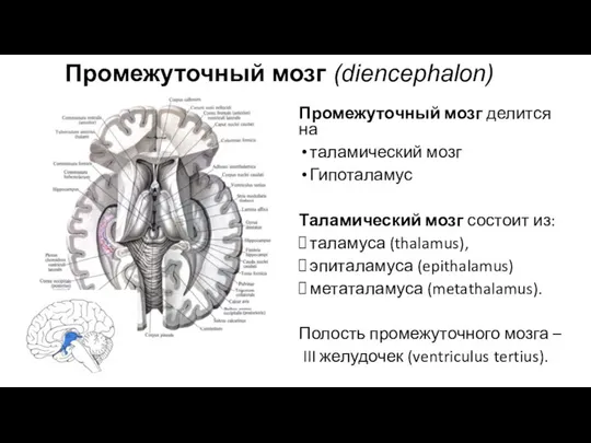 Промежуточный мозг (diencephalon) Промежуточный мозг делится на таламический мозг Гипоталамус Таламический