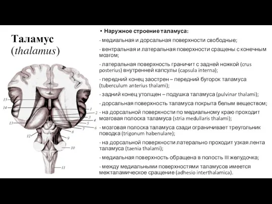 Таламус (thalamus) Наружное строение таламуса: - медиальная и дорсальная поверхности свободные;