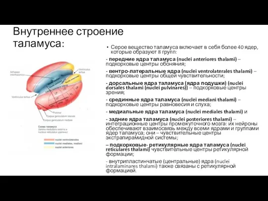 Внутреннее строение таламуса: Серое вещество таламуса включает в себя более 40