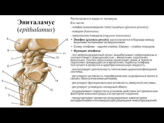 Эпиталамус (epithalamus) Располагается кзади от таламуса. Его части: - эпифиз (шишковидное