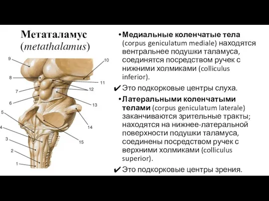 Метаталамус (metathalamus) Медиальные коленчатые тела (corpus geniculatum mediale) находятся вентральнее подушки