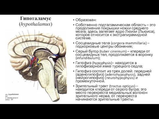 Гипоталамус (hypothalamus) Образован: Собственно подталамическая область – это продолжение покрышки ножки