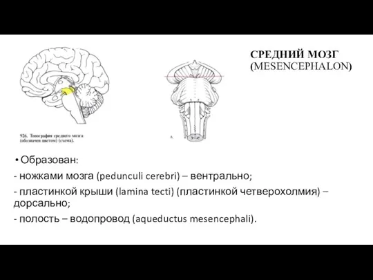 СРЕДНИЙ МОЗГ (MESENCEPHALON) Образован: - ножками мозга (pedunculi cerebri) – вентрально;