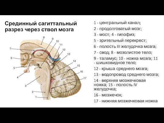 Срединный сагиттальный разрез через ствол мозга 1 - центральный канал; 2