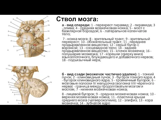 Ствол мозга: а - вид спереди: 1 - перекрест пирамид; 2