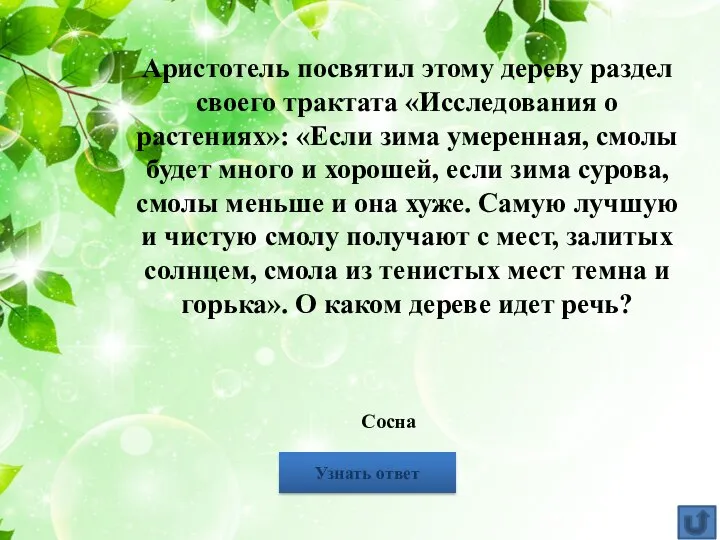 Аристотель посвятил этому дереву раздел своего трактата «Исследования о растениях»: «Если