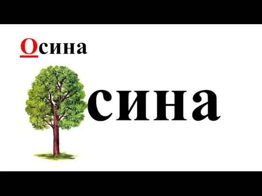 Осина сина