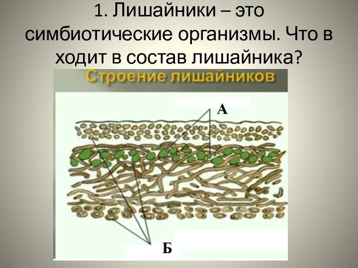 1. Лишайники – это симбиотические организмы. Что в ходит в состав лишайника?