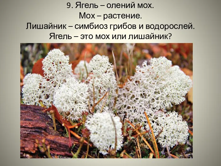 9. Ягель – олений мох. Мох – растение. Лишайник – симбиоз