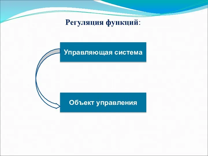 Регуляция функций: Управляющая система Объект управления