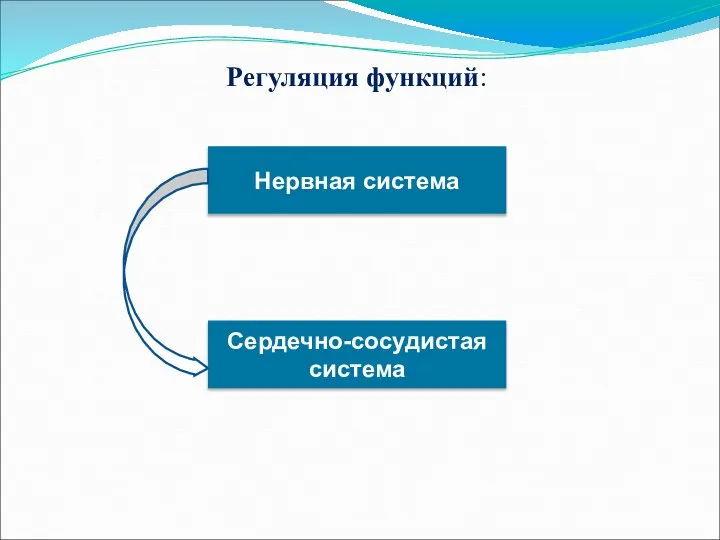 Регуляция функций: Нервная система Сердечно-сосудистая система