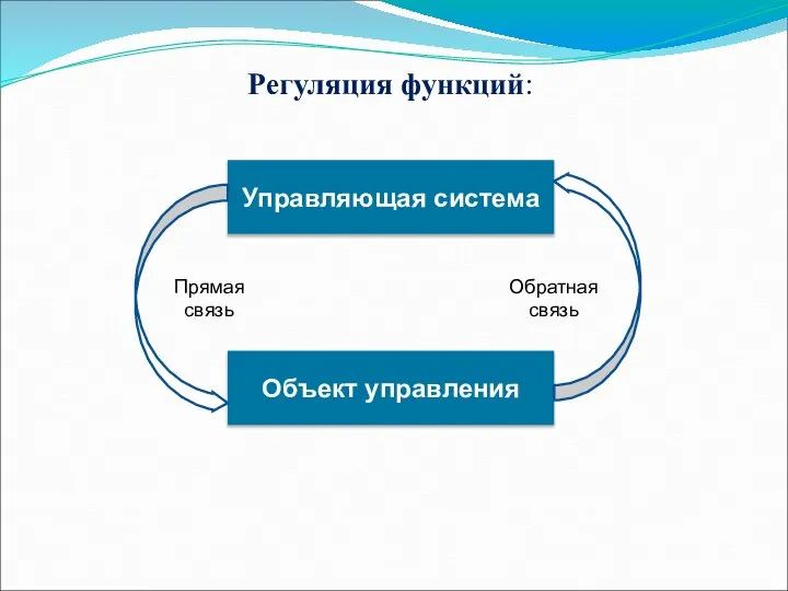 Регуляция функций: Управляющая система Объект управления Прямая связь Обратная связь