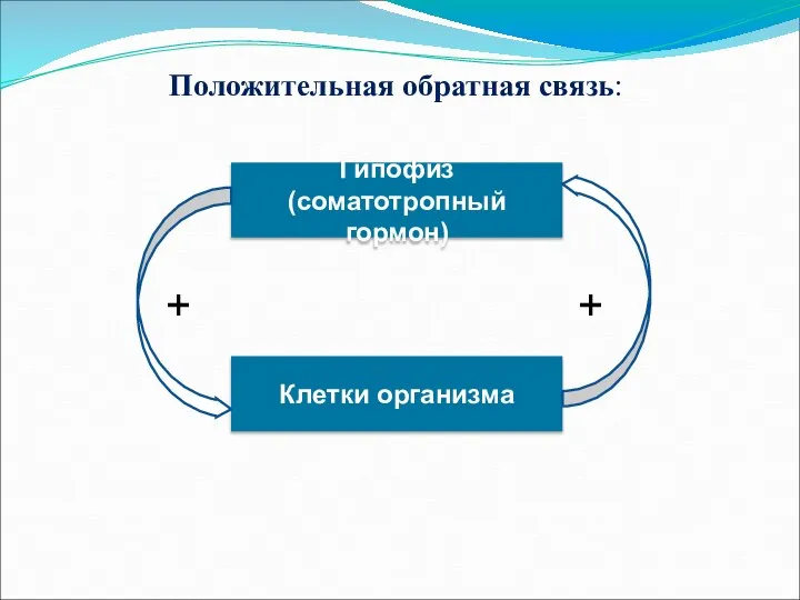 Положительная обратная связь: Гипофиз (соматотропный гормон) Клетки организма + +