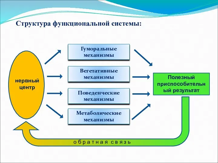 Структура функциональной системы: Гуморальные механизмы Вегетативные механизмы Поведенческие механизмы Метаболические механизмы