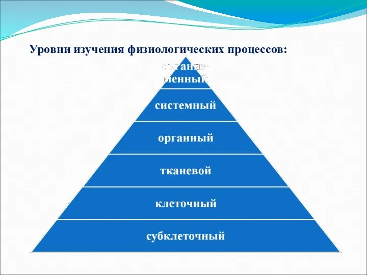 Уровни изучения физиологических процессов: