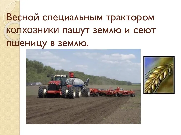 Весной специальным трактором колхозники пашут землю и сеют пшеницу в землю.