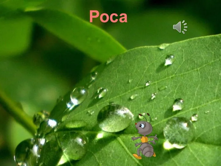 Роса