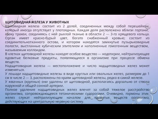 ЩИТОВИДНАЯ ЖЕЛЕЗА У ЖИВОТНЫХ Щитовидная железа состоит из 2 долей, соединенных