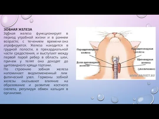 ЗОБНАЯ ЖЕЛЕЗА Зобная железа функционирует в период утробной жизни и в