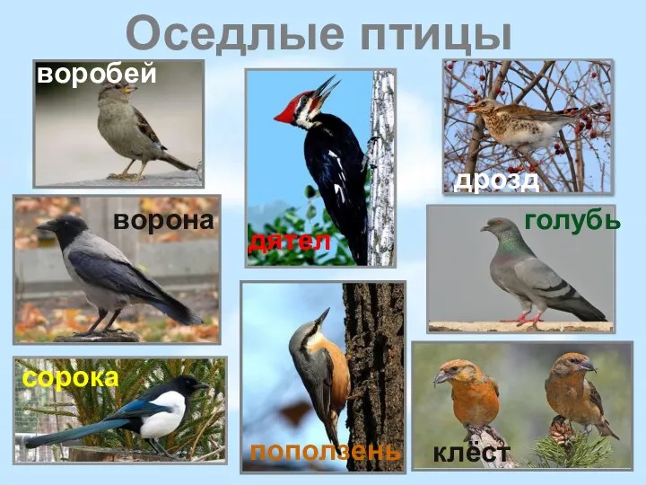 Оседлые птицы клёст воробей дятел ворона сорока голубь поползень дрозд