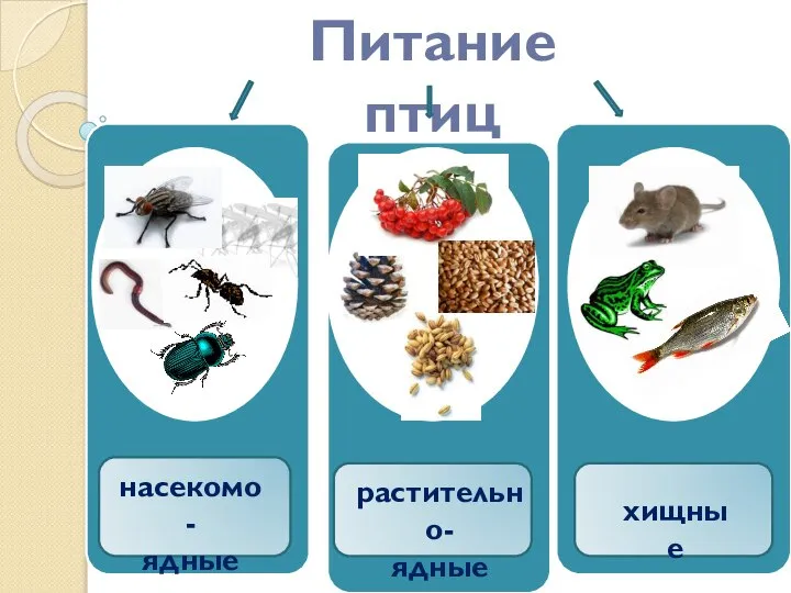 Питание птиц насекомо- ядные растительно- ядные хищные