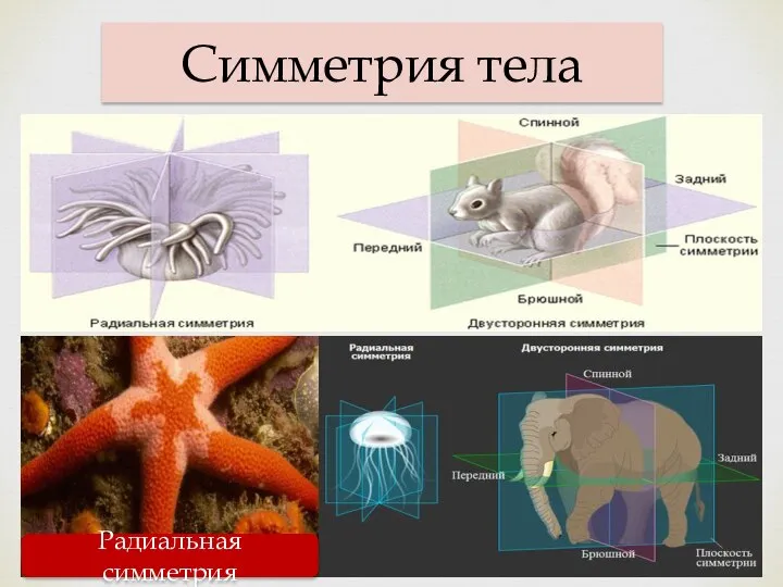 Симметрия тела Радиальная симметрия