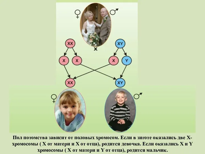 Пол потомства зависит от половых хромосом. Если в зиготе оказались две