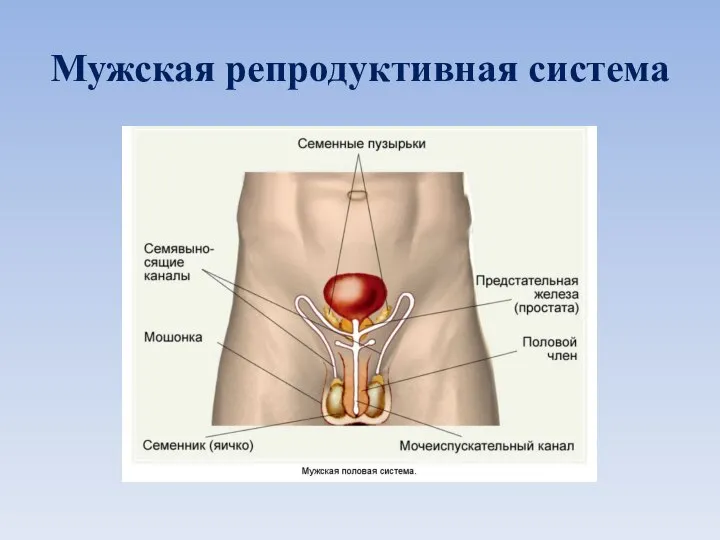 Мужская репродуктивная система