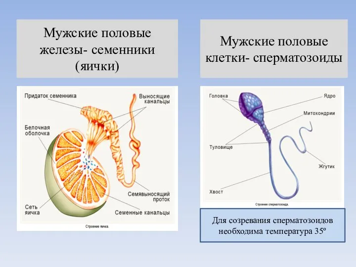 Мужские половые железы- семенники (яички) Мужские половые клетки- сперматозоиды Для созревания сперматозоидов необходима температура 35º