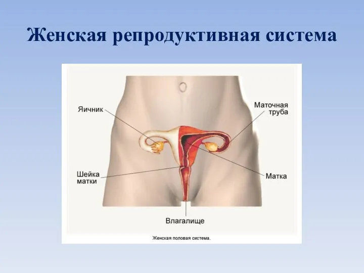 Женская репродуктивная система