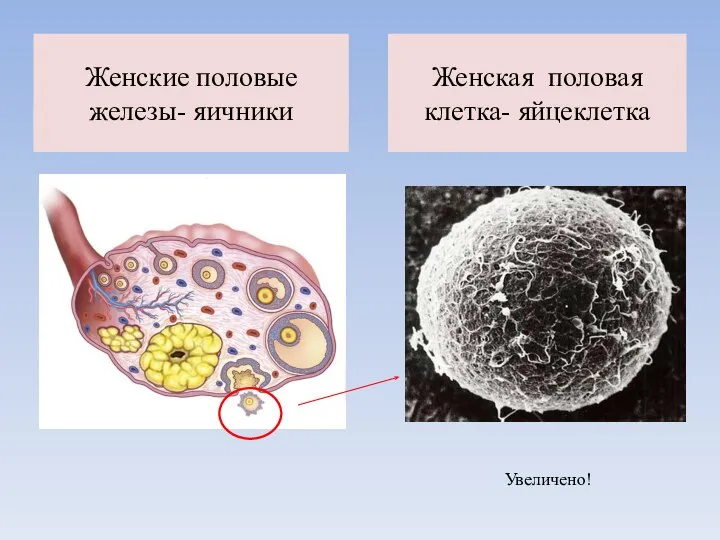 Женские половые железы- яичники Женская половая клетка- яйцеклетка Увеличено!