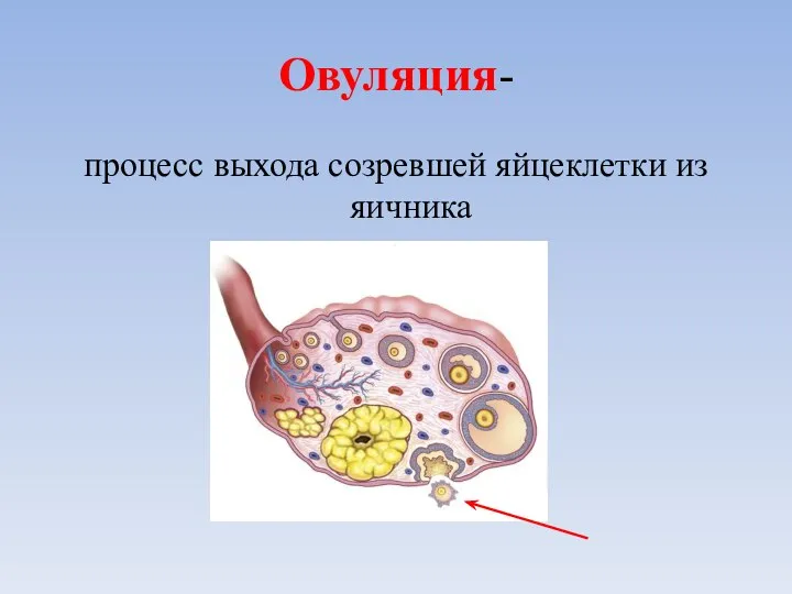 Овуляция- процесс выхода созревшей яйцеклетки из яичника