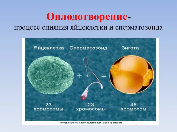 Оплодотворение- процесс слияния яйцеклетки и сперматозоида