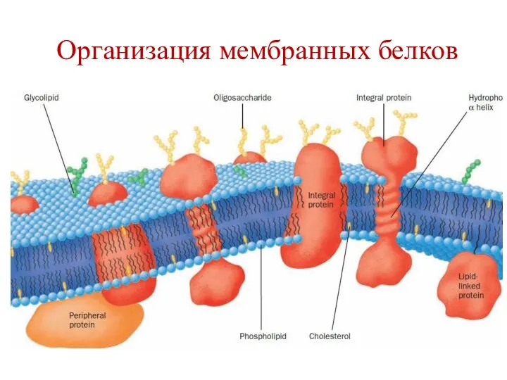 Организация мембранных белков