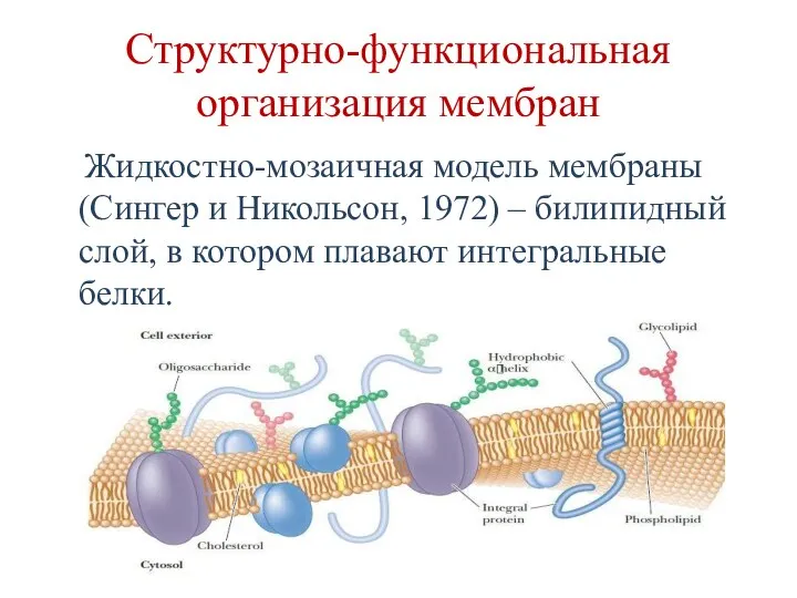 Структурно-функциональная организация мембран Жидкостно-мозаичная модель мембраны (Сингер и Никольсон, 1972) –